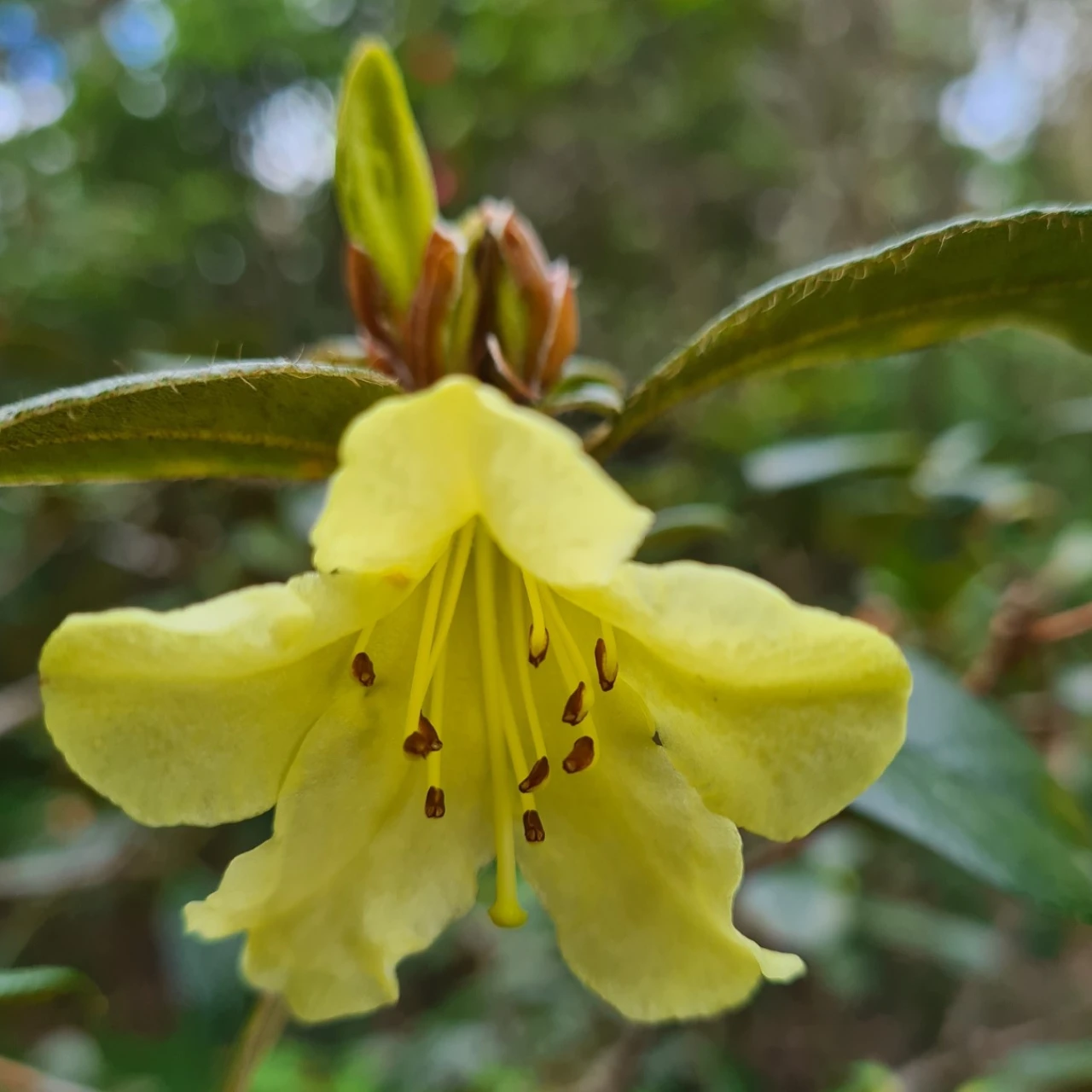 R. burmanicum